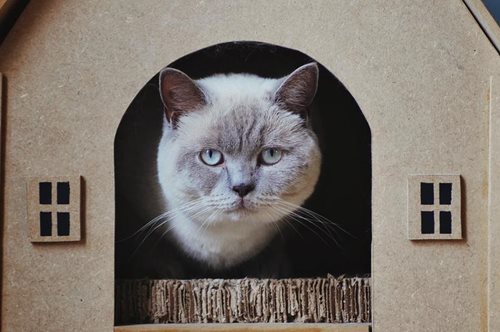 Στη Νέα Υόρκη δεν υπάρχουν άλλα κατοικίδια προς υιοθεσία εξαιτίας του κορονοϊού