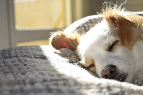 «Δεν υπάρχει κανένας λόγος ανησυχίας»: Τι είπε ο Σωτήρης Τσιόδρας για τα κατοικίδια μας