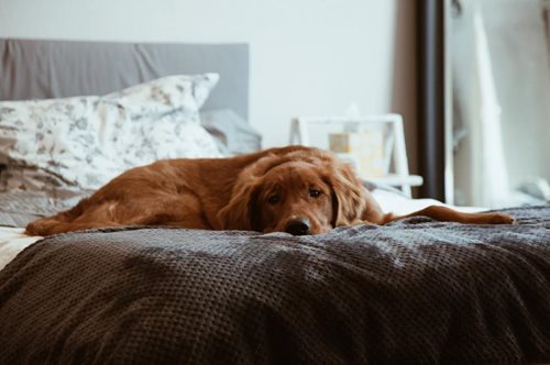 Τώρα που #Μένουμε_Μέσα θέλω έξτρα προστασία από τα μικρόβια στο σπίτι. Και βρήκα τον τρόπο