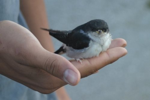 «Ίσως ξεκουράζονται»: Οι ειδικοί για την εικόνα των ταλαιπωρημένων χελιδονιών στον δρόμο