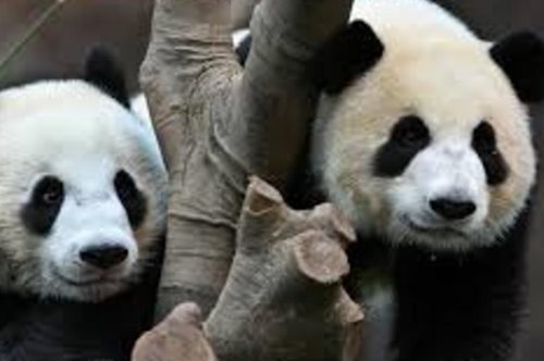 Το lockdown βοήθησε δύο πάντα να ζευγαρώσουν για πρώτη φορά, μετά από 10 χρόνια