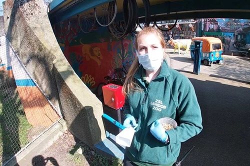 Η ζωή συνεχίζεται: Έχουν μείνει στο ζωολογικό κήπο και φροντίζουν τα ζώα μέσα στην πανδημία