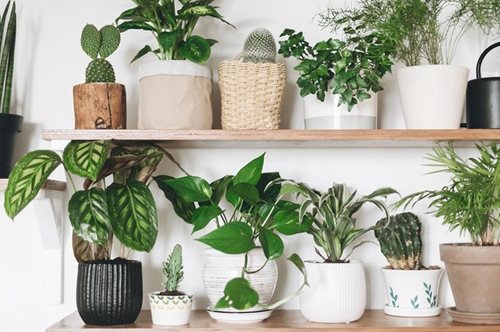 7 φυτά που θα ανανεώσουν την κουζίνα σου και θα χαρίσουν την αίσθηση του «έξω-μέσα» 