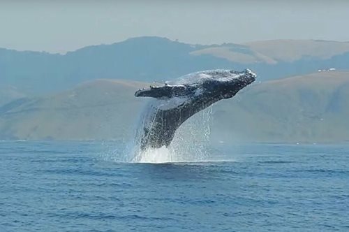 Το μαγικό στιγμιότυπο όπου μια φάλαινα 40 τόνων «πετά» πάνω από την επιφάνεια της θάλασσας