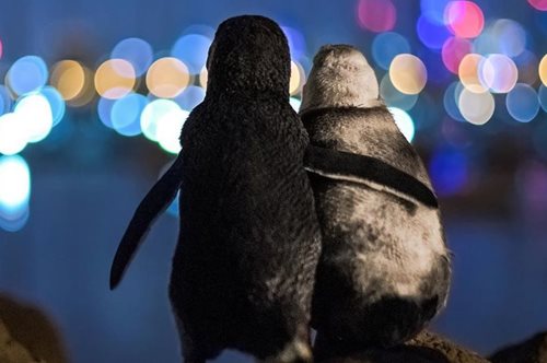 Η φωτογραφία των δύο χήρων πιγκουίνων που αγκαλιάζονται: «Ο πόνος τους έφερε μαζί»