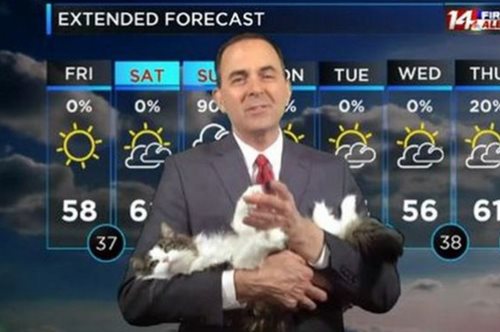 Γάτα «εισβάλει» σε δελτίο καιρού- Κλέβει την παράσταση από τον μετεωρολόγο που δουλεύει από το σπίτι