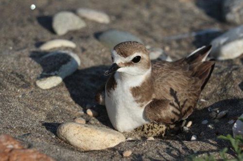 Προσοχή στις παραλίες, δεν είμαστε μόνοι μας: Όσο έλειπαν οι άνθρωποι τα πουλιά έφτιαξαν φωλιές