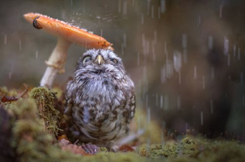 Η πιο αστεία φωτογραφία του κόσμου: Μια κουκουβάγια χρησιμοποίησε ένα μανιτάρι σαν υπόστεγο