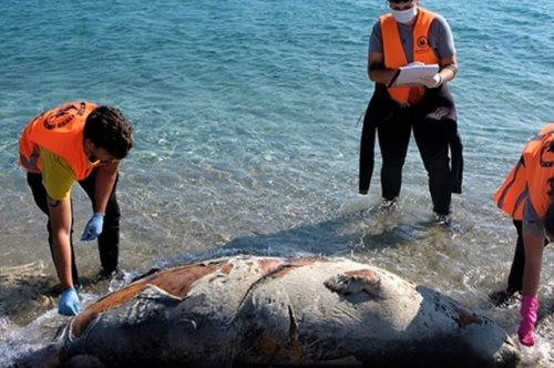 Εφτά νεκρές μεσογειακές φώκιες εντοπίστηκαν στο Αιγαίο τις μέρες των περιορισμών