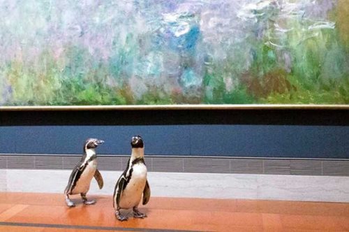 «Φιλότεχνοι» πιγκουίνοι επισκέφθηκαν μουσείο τέχνης και πραγματικά απόλαυσαν έργα διάσημων ζωγράφων