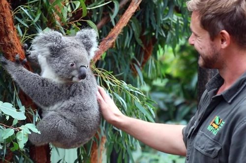 Η ζωή που αντιστέκεται: Γεννήθηκε το πρώτο μωρό κοάλα στην Αυστραλία μετά τις φονικές πυρκαγιές 