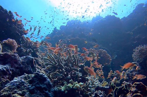 «Αυτή τη στιγμή υπάρχουν περισσότερες μάσκες από μέδουσες στη Μεσόγειο»