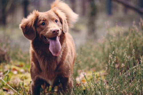 Η Αίγινα φιλοδοξεί να γίνει η πρώτη κοινότητα χωρίς αδέσποτους σκύλους και είναι σε καλό δρόμο