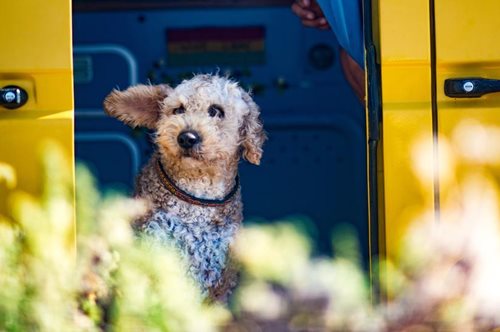 Ελεύθερη η μεταφορά κατοικίδιων με ΚΤΕΛ. Υποχρεωτικά εντός του χώρου επιβατών