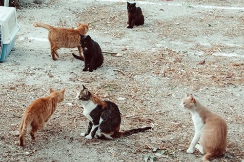 Νέο φιλοζωικό ρεκόρ: 194 αδέσποτες γάτες στειρώθηκαν από τη Save a Greek Stray στη Μήλο