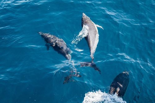 Τα δελφίνια του Κορινθιακού απειλούνται από εξαφάνιση: Έχουν μείνει μόλις 22