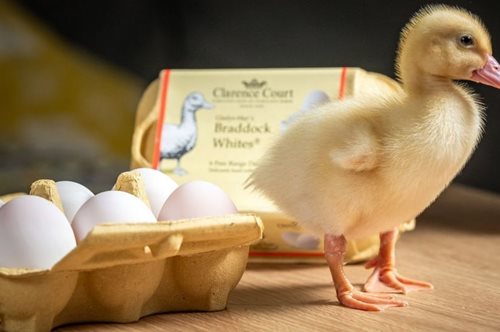 Αγόρασε μια εξάδα αυγών από το σουπερμάρκετ και από το ένα βγήκε ένα αξιολάτρευτο παπάκι