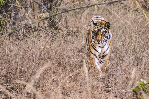 Ήταν να εξαφανιστούν αλλά διπλασιάστηκε ο πληθυσμός τους. Αισιοδοξία για τις τίγρεις της Ινδίας