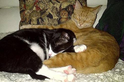 Η ορατή ψυχή του σπιτιού μου