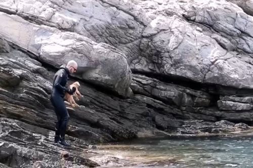 Κάθε ζωή μετράει: Ομάδα κατάδυσης διασώζει κατσικάκι που έχει εγκλωβιστεί στα βράχια της Χαλκιδικής