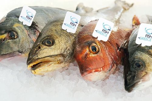 Όσα δεν ξέρατε για το πώς και πού μεγαλώνουν τα ψάρια ιχθυοκαλλιέργειας 