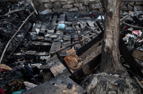 Οι πεινασμένες γάτες της Μόριας: Μετανάστες επιστρέφουν καθημερινά στα αποκαΐδια να τις φροντίσουν