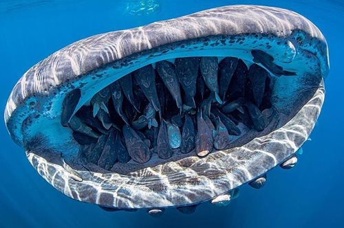 «Φαλαινοκαρχαρίας, ακριβώς πίσω σου!»: Η ιστορία μιας απίστευτης, βραβευμένης φωτογραφίας