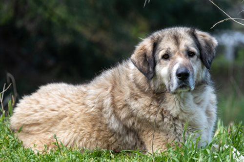 Σπουδαία εξέλιξη: Ο βασανισμός ζώων μετατρέπεται σε κακούργημα, ανακοίνωσε το Υπουργείο Ανάπτυξης