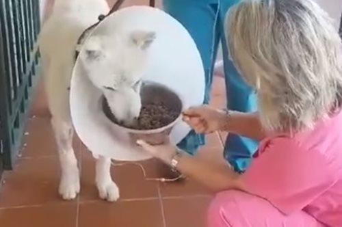 Η καλή είδηση της ημέρας: Ο Έκτορας, ο σκύλος που μαχαιρώθηκε στη Νίκαια, έκανε την πρώτη του βόλτα