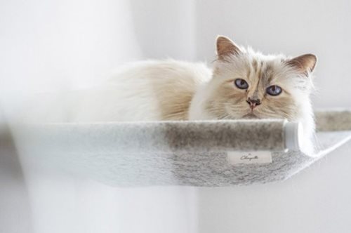 Η Choupette, η «γάτα-κληρονόμος» του Καρλ Λάγκερφελντ, σε νέα «επαγγελματικά» βήματα 