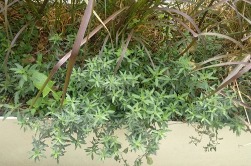 «Δικαίωμα στην ελεύθερη καλλιέργεια της κάνναβης είτε για ψυχαγωγικούς είτε & για ιατρικούς λόγους»