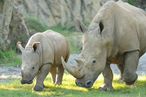 Ωραία νέα: Ένα ακόμα λευκός ρινόκερος μόλις γεννήθηκε 