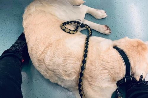 «Ο σεβασμός του ηλικιωμένου κυρίου στο ηλικιωμένο σκυλάκι και η ζέστη της ανθρώπινης επαφής» 