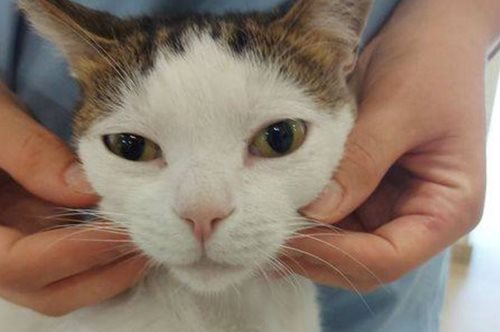 «Ελπίδα αποκατάστασης και για άλλα ζώα»: Περσέας, η πρώτη γάτα στην Ελλάδα που απέκτησε τεχνητά μέλη