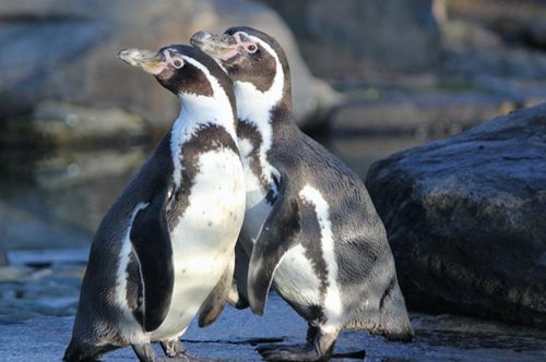 Θέλουν πάση θυσία να γίνουν γονείς: Ζευγάρι γκέι πιγκουίνων κλέβει για δεύτερη φορά αβγό από άλλους