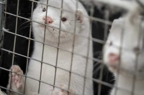 «Τα εκατομμύρια ζωάκια με την υπέροχη γούνα και το τόσο αθώο, σχεδόν αφελές, ανυποψίαστο βλέμμα»