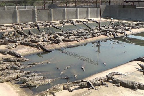 O οίκος Hermès ετοιμάζεται να κατασκευάσει φάρμες κροκοδείλων για τις διάσημες τσάντες της