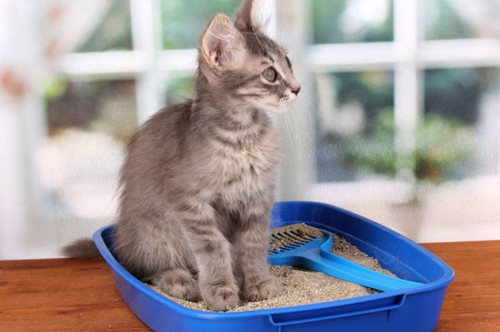 Έχεις γάτα; Μπορεί να εμφανίσεις διαταραχές λόγω ενός παράσιτου