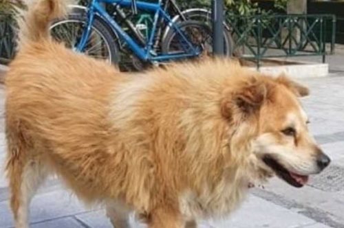 Οδηγός παρέσυρε με το αυτοκίνητο και σκότωσε τον Σωκράτη, έναν από τους σκύλους του Συντάγματος