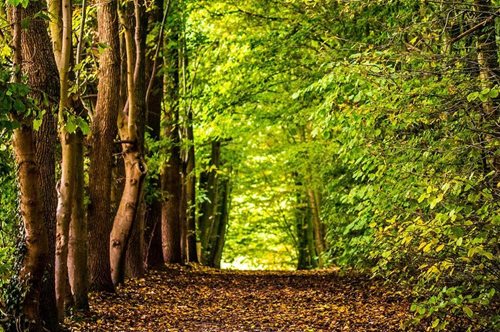 Ξεκινάει το μεγαλύτερο πρόγραμμα αναδάσωσης που έγινε ποτέ στην Ελλάδα. Θα διαρκέσει 10 χρόνια