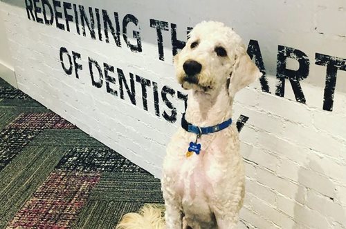 Ο σκύλος θεραπείας που ανακουφίζει τη φοβία των ασθενών στο οδοντιατρείο: «Ήρεμος και αγαπησιάρικος»