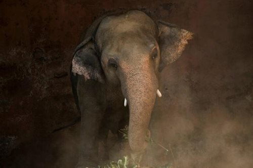 O Kaavan, o πιο μοναχικός ελέφαντας στον κόσμο, συναντήθηκε ξανά με το είδος του μετά από 8 χρόνια