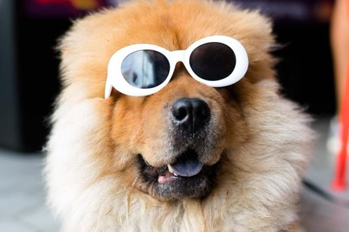 Που είναι το νομοσχέδιο για τα ζώα συντροφιάς; Μια επιστολή διαμαρτυρίας 