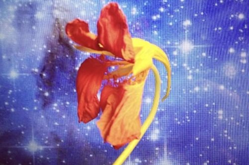 «Πολέμα με το λουλούδι που κρατάς στο χέρι σου»: Ένα webinar που εστιάζει στο εδώ και τώρα 