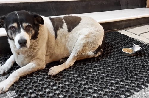 «Μην ταΐζετε τα υπέρβαρα αδέσποτα σκυλιά, κινδυνεύουν»