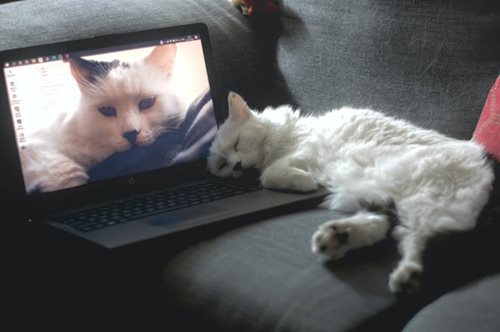 Γιατί οι γάτες αράζουν στο πληκτρολόγιο του λάπτοπ μας; Μια ειδικός στη συμπεριφορά τους απαντά