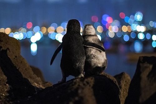 H viral εικόνα με τους χήρους πιγκουίνους που αγκαλιάζονται κέρδισε το πρώτο βραβείο φωτογραφίας