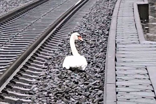 Ένας όμορφος κύκνος θρηνεί το ταίρι του πάνω στις σιδηροδρομικές γραμμές του τρένου 