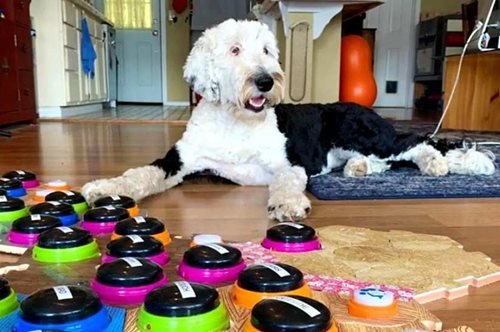 Γνωρίστε τη Μπάνι, το διάσημο σκυλάκι του Tik Tok που συνομιλεί με την ιδιοκτήτρια του