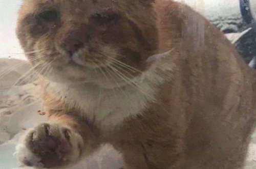 Η απίστευτη μεταμόρφωση του γάτου που ετοιμοθάνατος χτύπησε την πόρτα ενός σπιτιού για να σωθεί